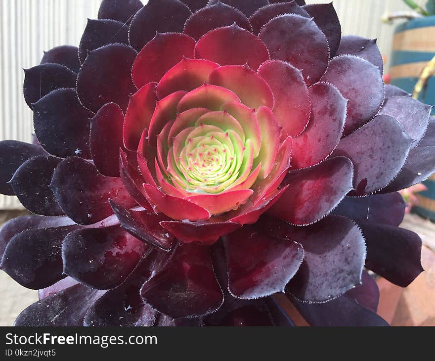 Flower, Plant, Purple, Flowering Plant