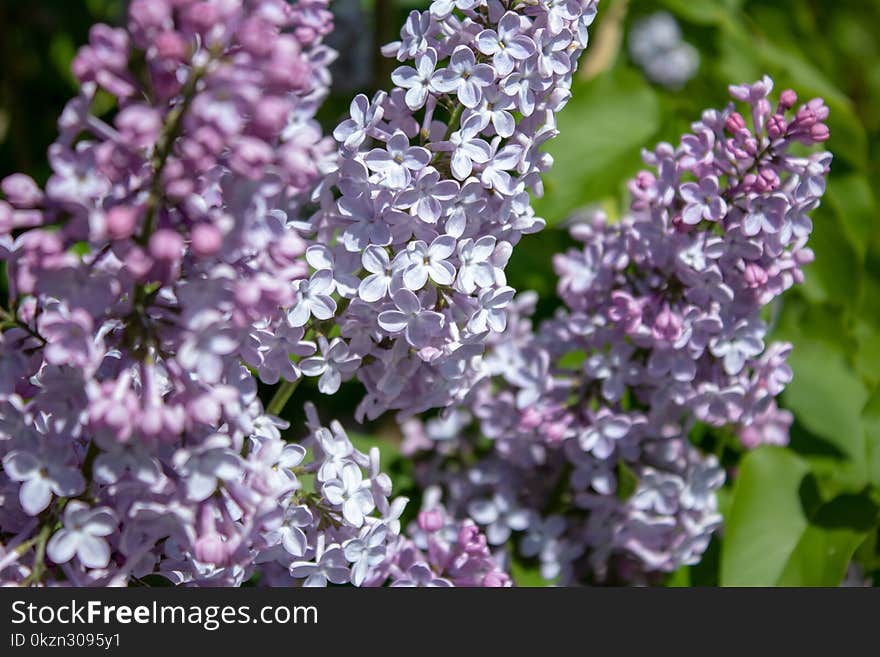 Flower, Lilac, Plant, Purple