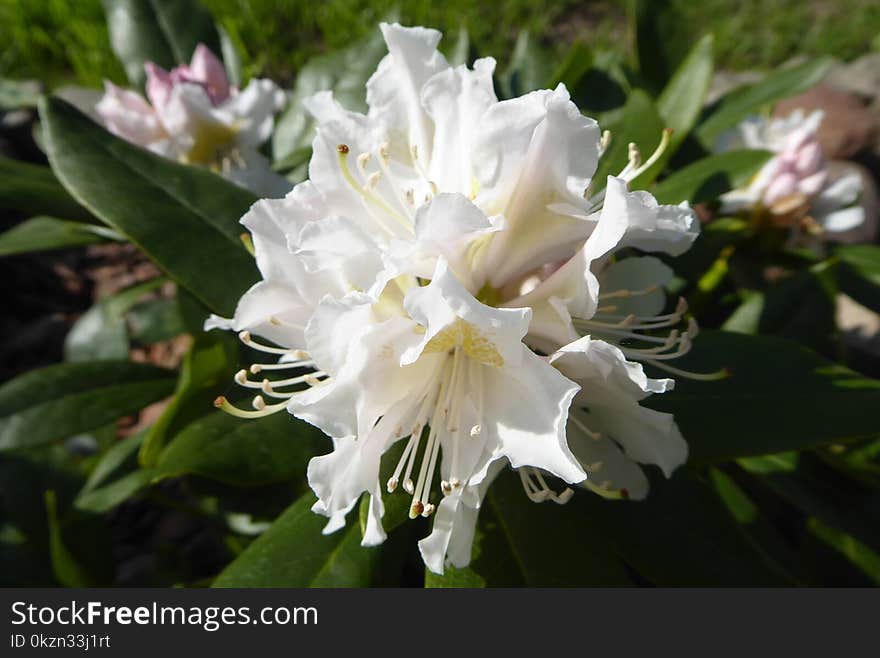 Plant, White, Flower, Woody Plant