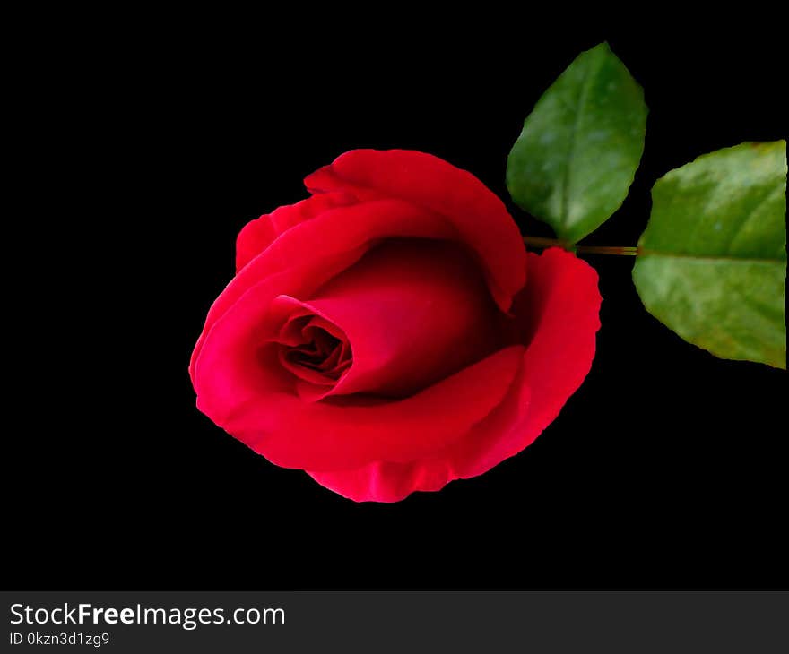 Flower, Red, Garden Roses, Rose