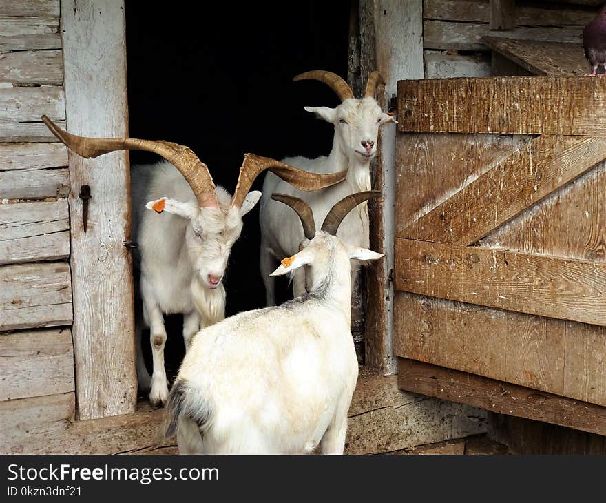 Goats, Goat, Horn, Fauna