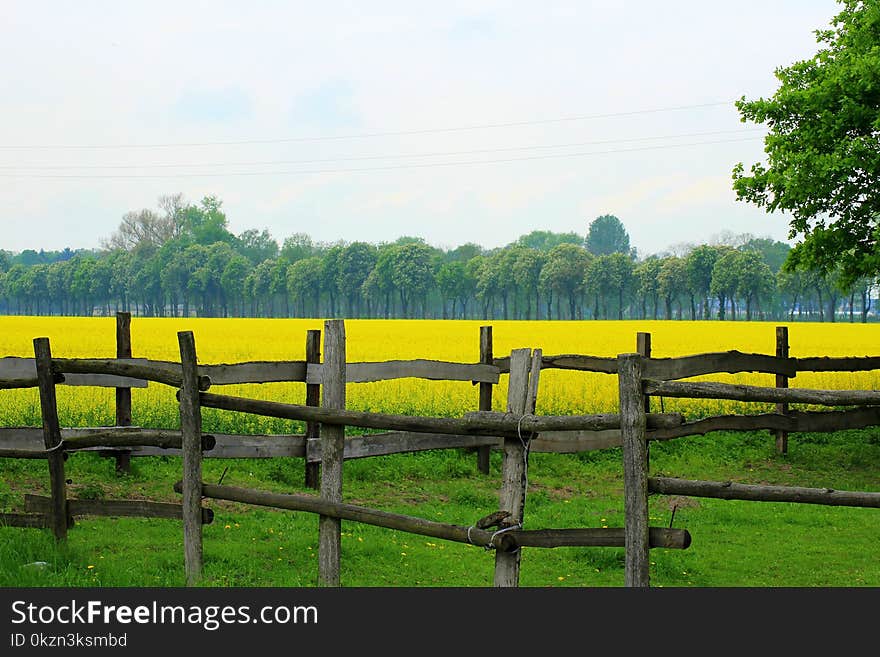 Grassland, Pasture, Field, Yellow