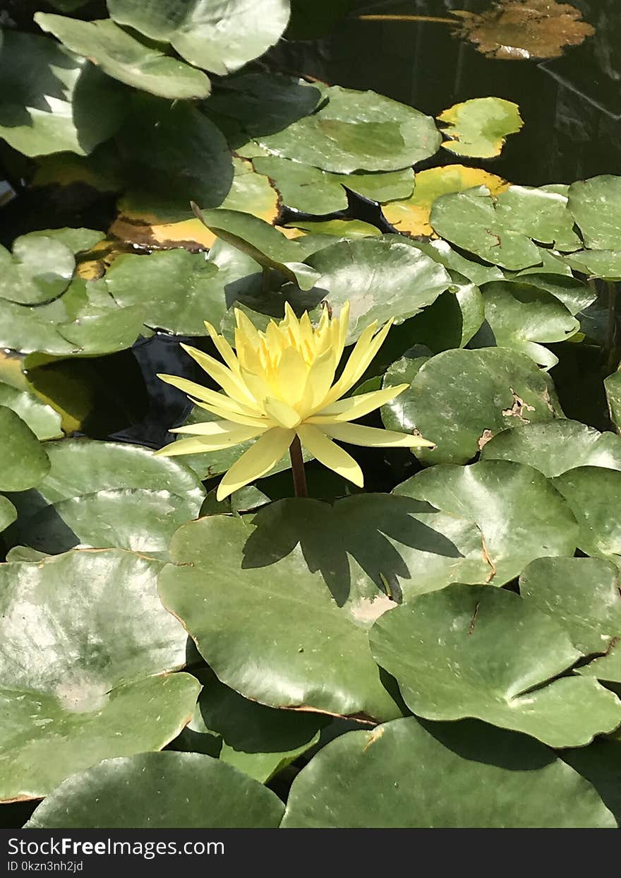 Flower, Plant, Flora, Water