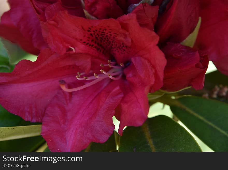 Flower, Plant, Flowering Plant, Azalea