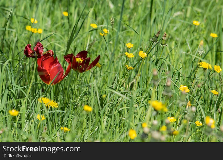 Flower, Wildflower, Meadow, Grass