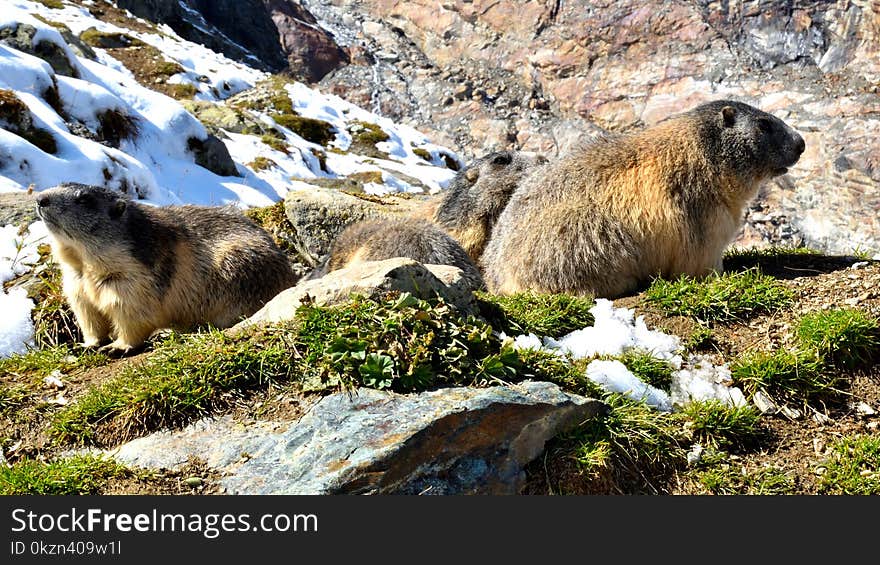 Marmot, Mammal, Fauna, Ecosystem