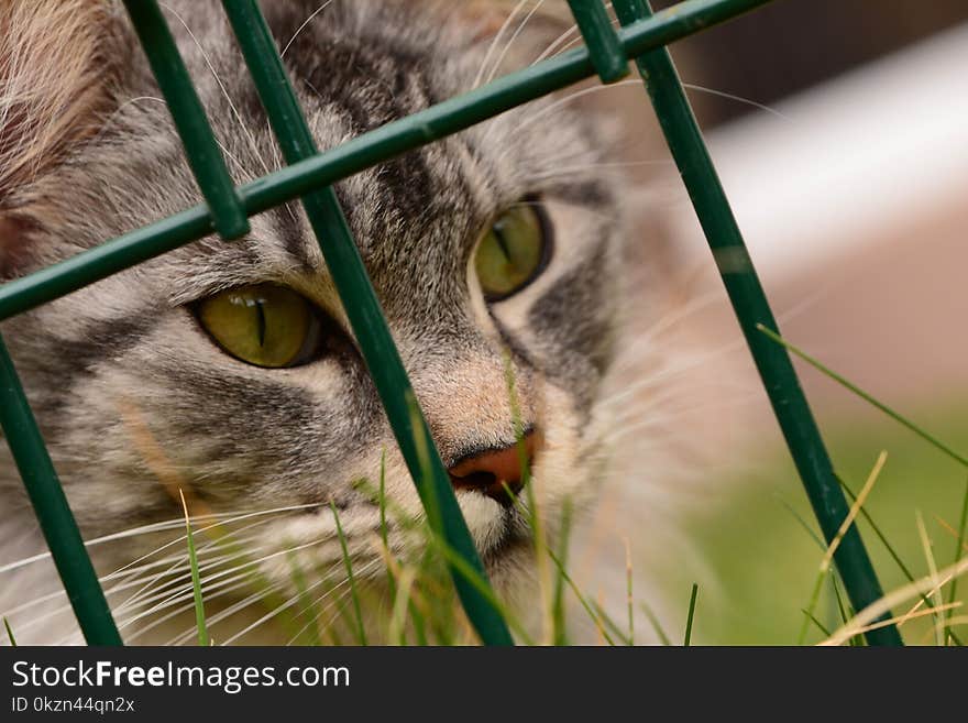 Cat, Whiskers, Green, Fauna