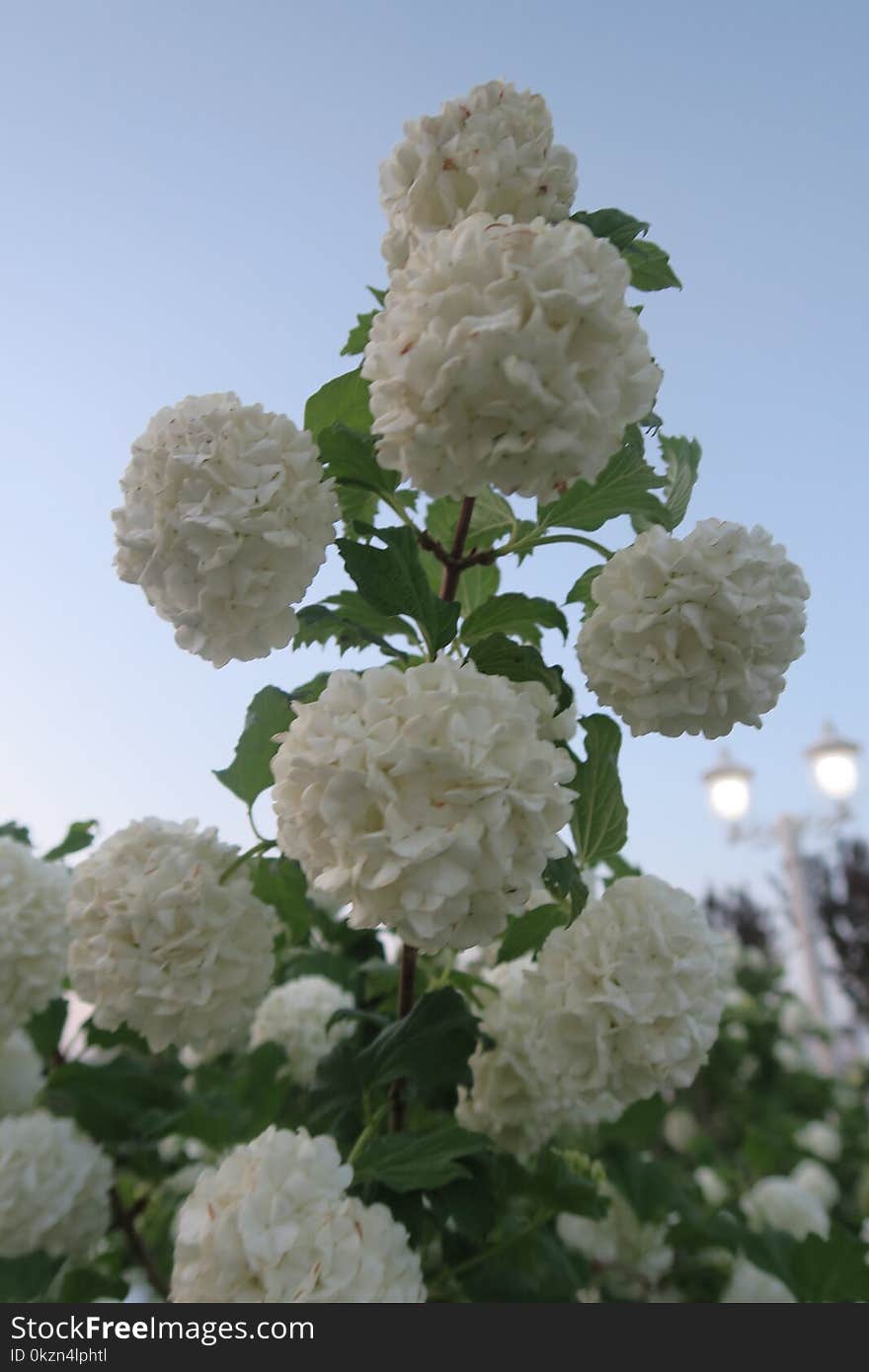 Flower, Plant, Viburnum, Flowering Plant