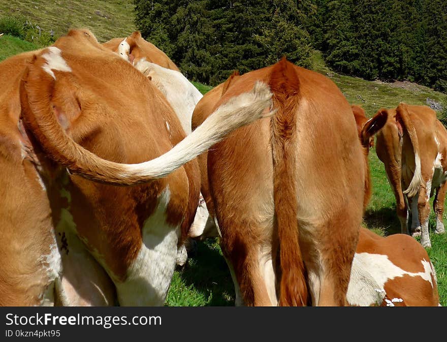 Cattle Like Mammal, Fauna, Pasture, Grazing