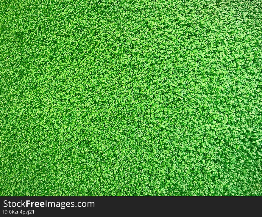 Green, Grass, Lawn, Plant