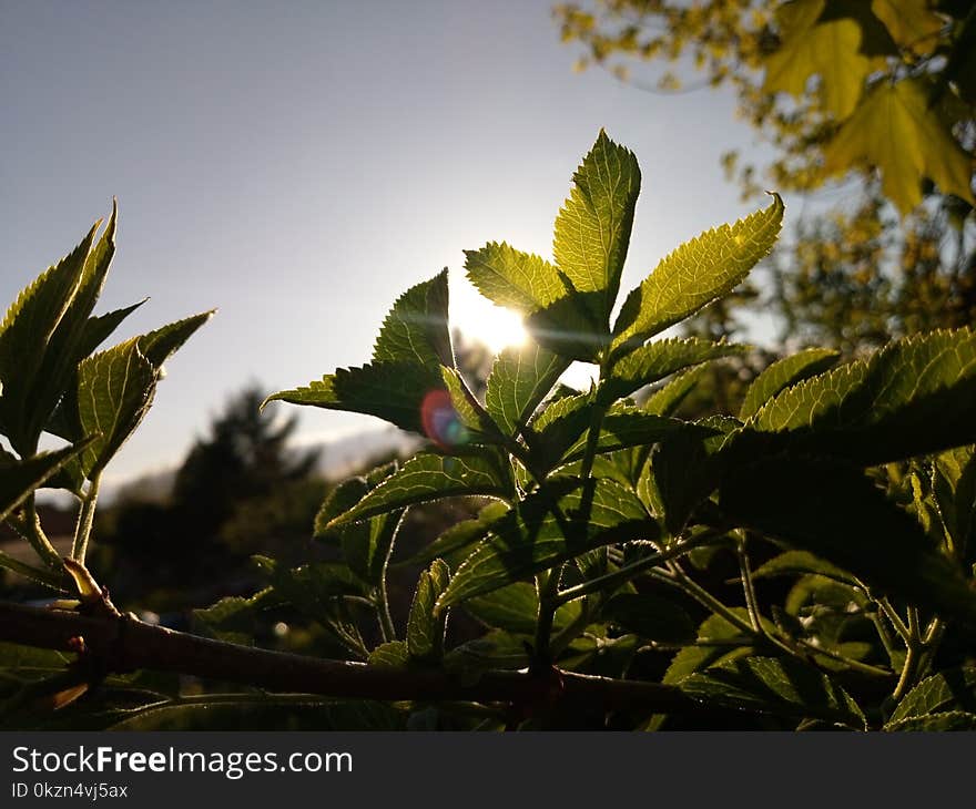 Leaf, Vegetation, Sky, Plant