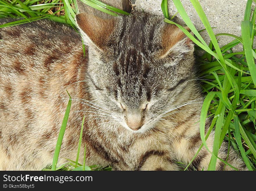 Cat, Whiskers, Fauna, Grass