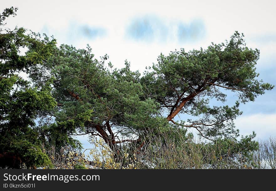 Tree, Vegetation, Ecosystem, Nature Reserve