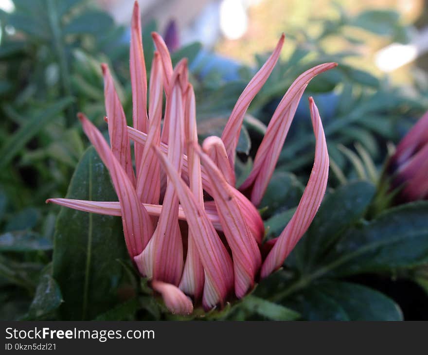 Plant, Flower, Flora, Terrestrial Plant