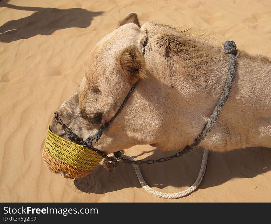 Camel, Camel Like Mammal, Arabian Camel, Dog