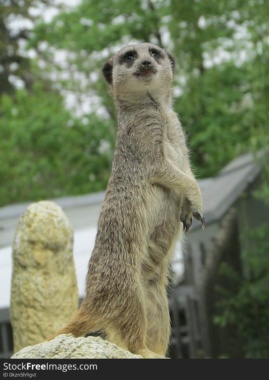 Meerkat, Mammal, Fauna, Terrestrial Animal