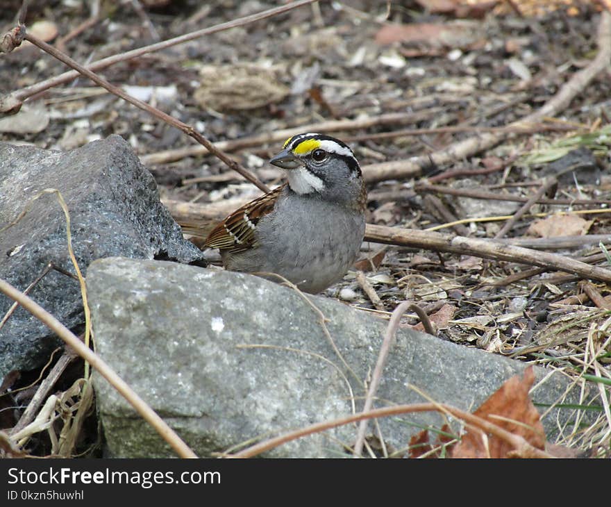 Bird, Sparrow, Fauna, Beak