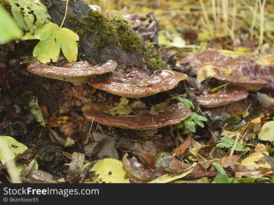 Fungus, Mushroom, Medicinal Mushroom, Lingzhi Mushroom