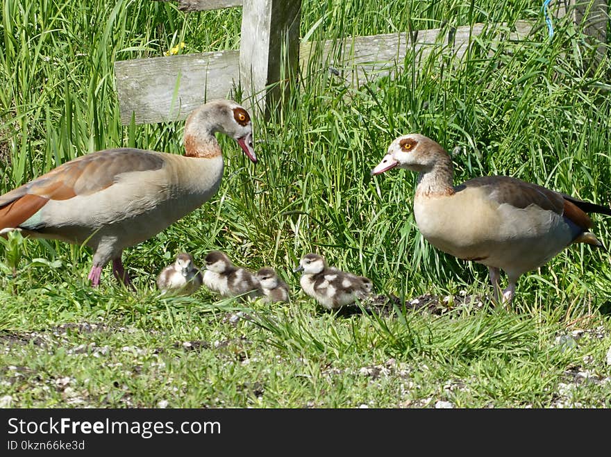 Bird, Duck, Water Bird, Fauna