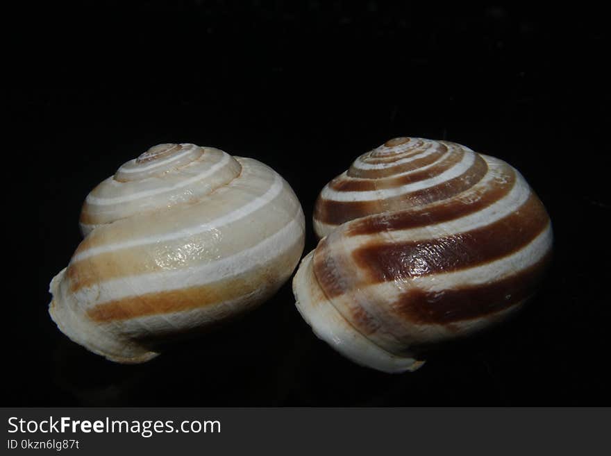 Macoma, Baltic Clam, Tellinidae, Veneroida