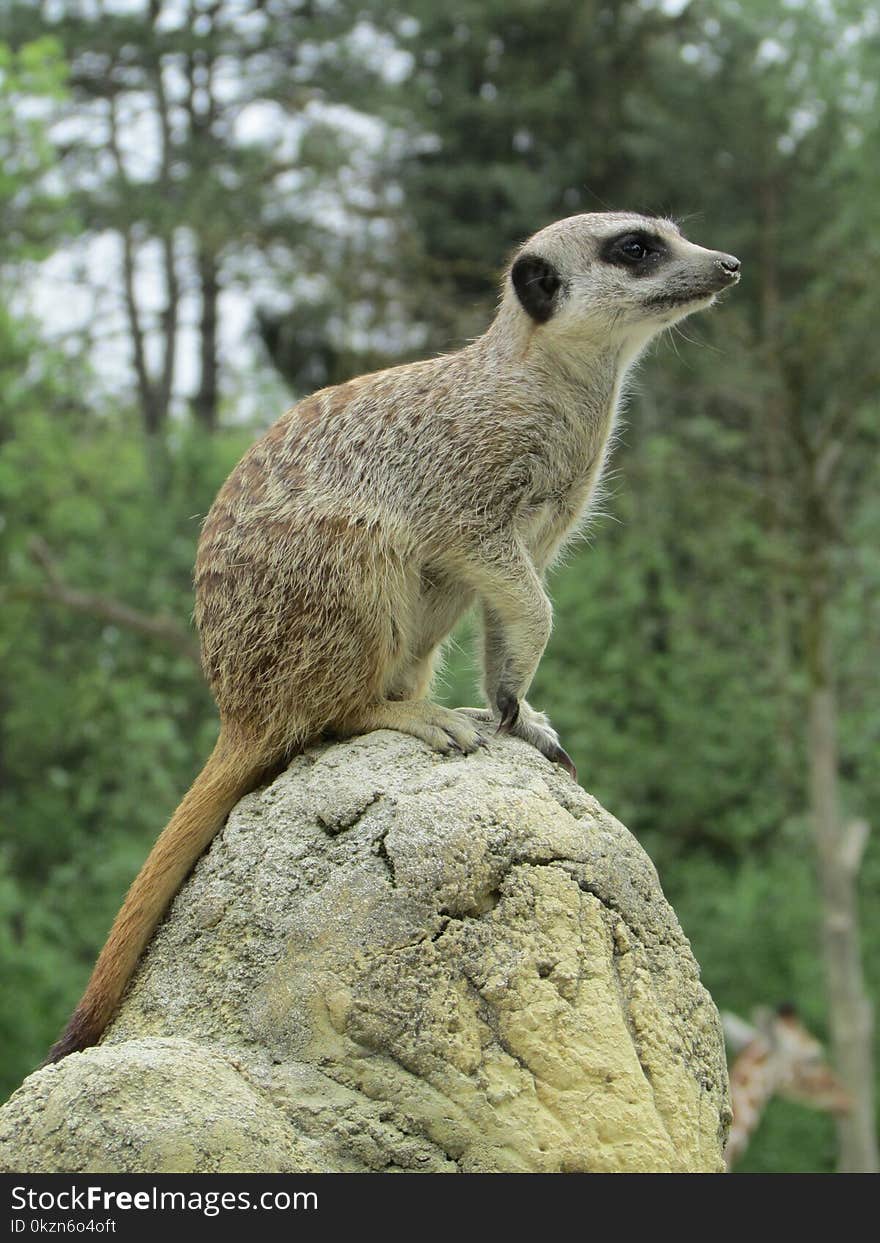 Meerkat, Mammal, Fauna, Terrestrial Animal