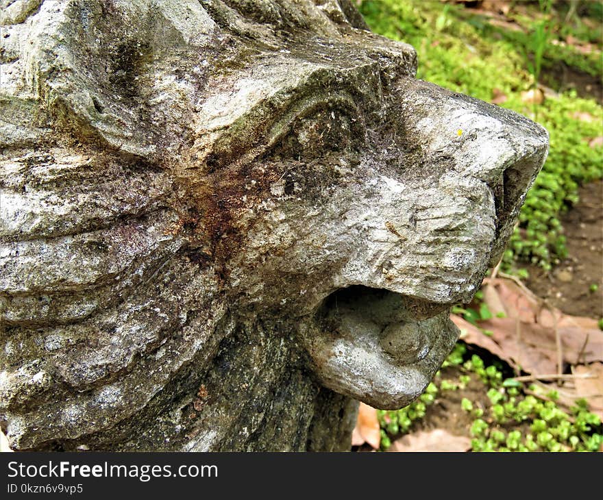 Tree, Rock, Trunk, Plant