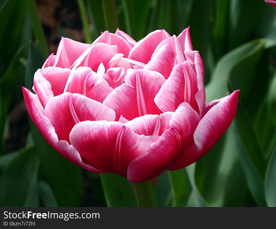 Flower, Plant, Flowering Plant, Tulip