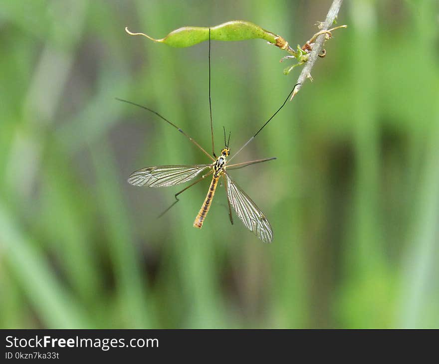 Insect, Damselfly, Invertebrate, Grass