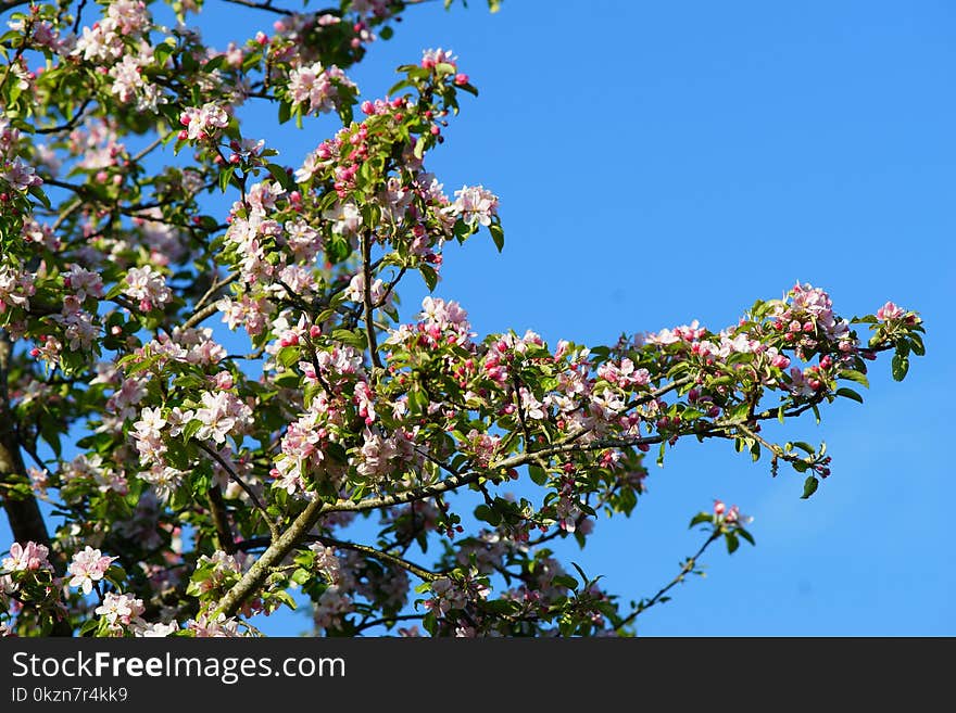 Branch, Sky, Blossom, Tree