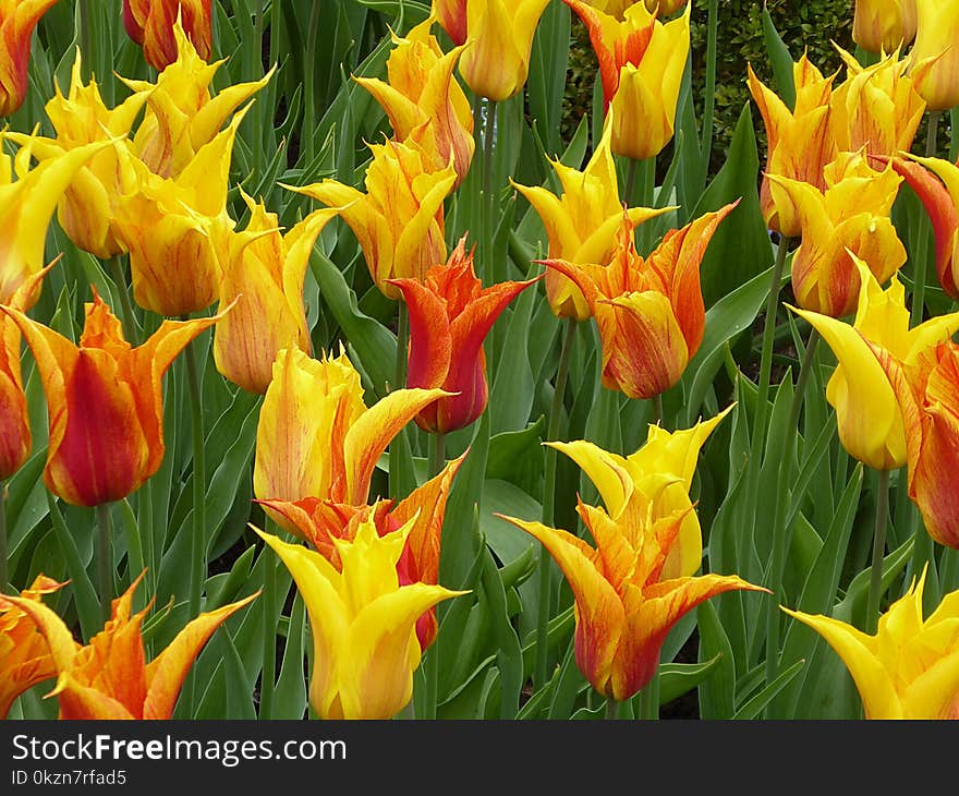 Flower, Plant, Flowering Plant, Tulip