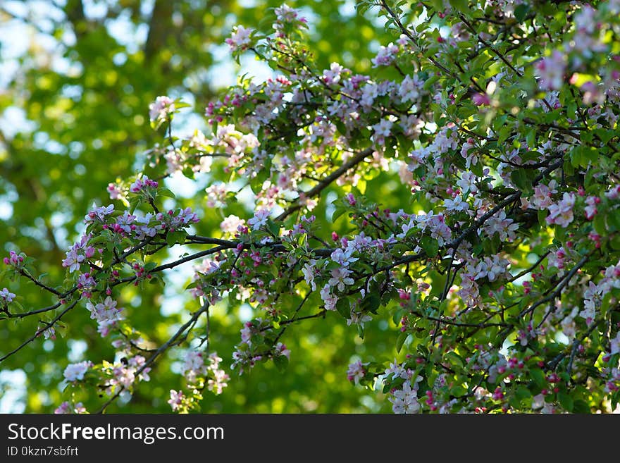 Branch, Blossom, Spring, Tree