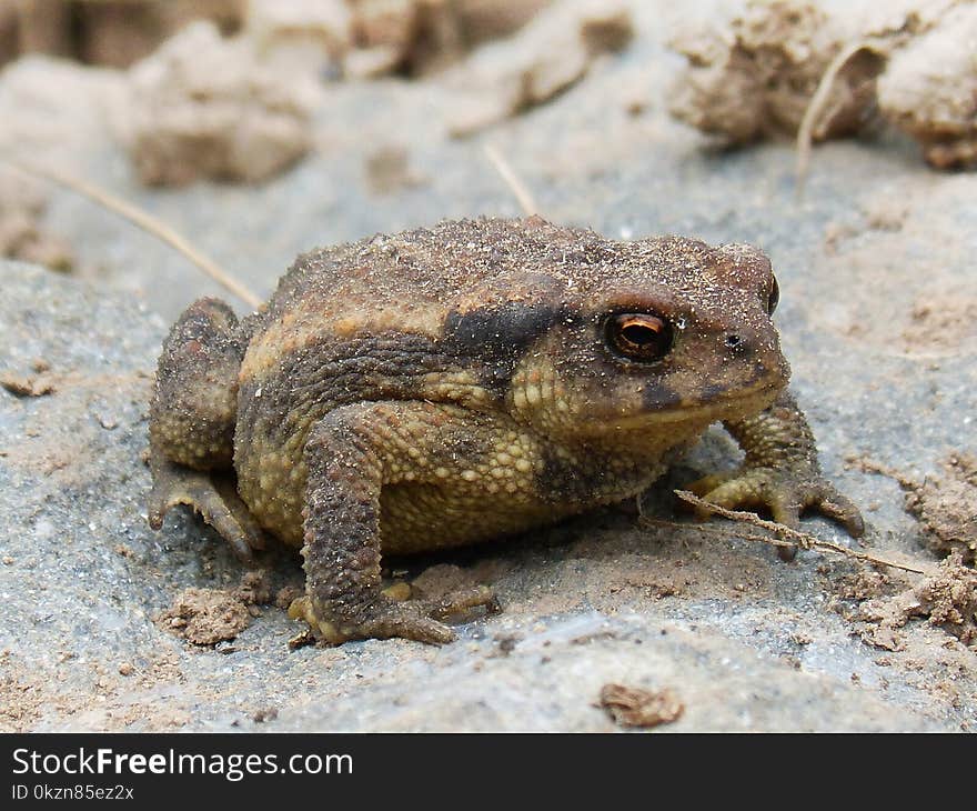 Toad, Amphibian, Terrestrial Animal, Frog