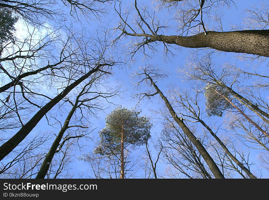 Tree, Sky, Branch, Woody Plant