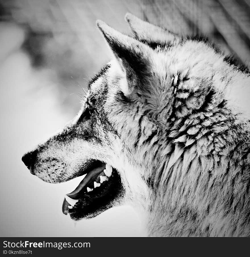 Wildlife, Black And White, Face, Wolf