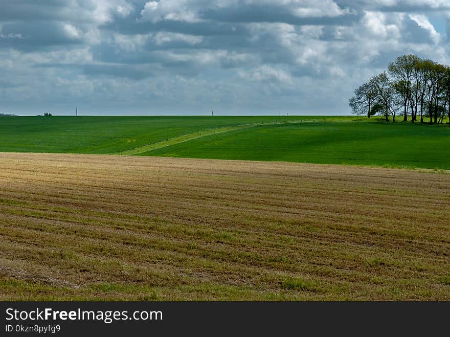 Grassland, Field, Sky, Plain