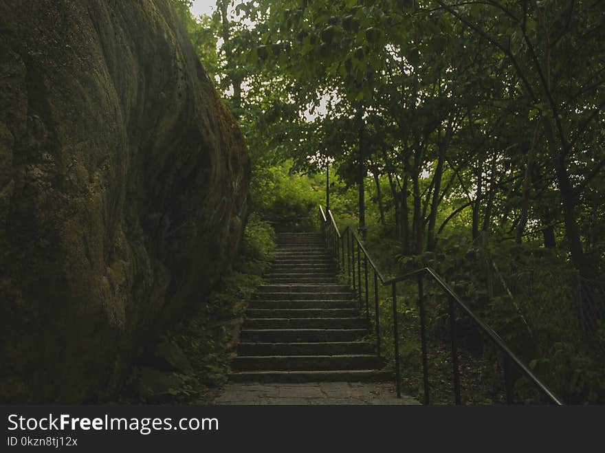 Nature, Nature Reserve, Vegetation, Path