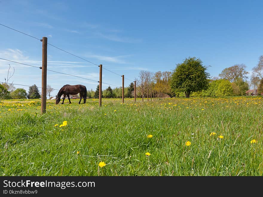 Pasture, Grassland, Meadow, Field