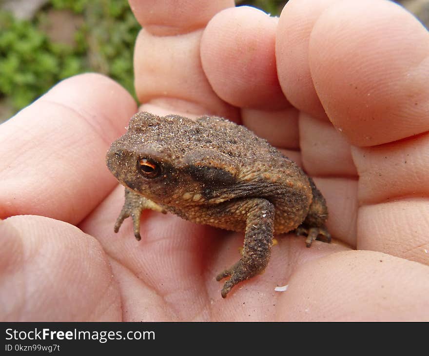 Toad, Amphibian, Frog, Terrestrial Animal