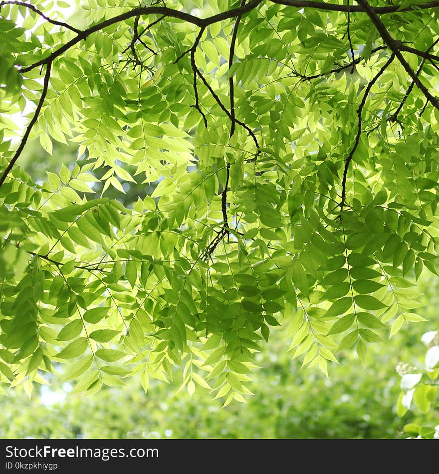 Summer - sunlight in the park. Green leaves in the light