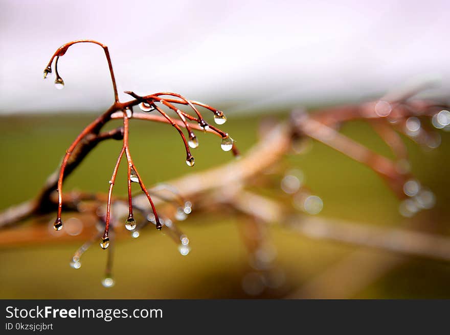 Dew drops form on leafless branches. Dew drops form on leafless branches.