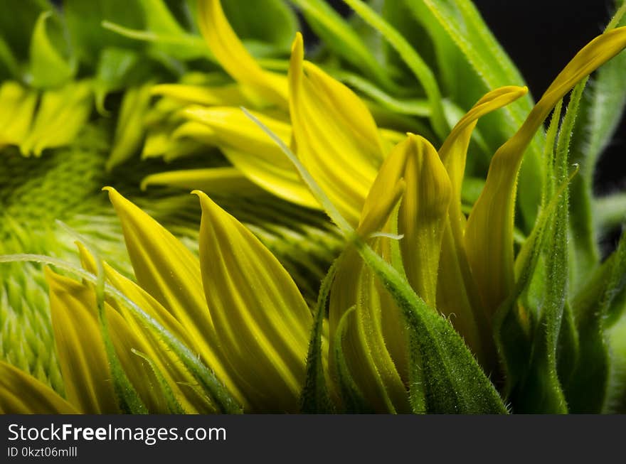 Closeup Sunflower Isolated Over A Black Background