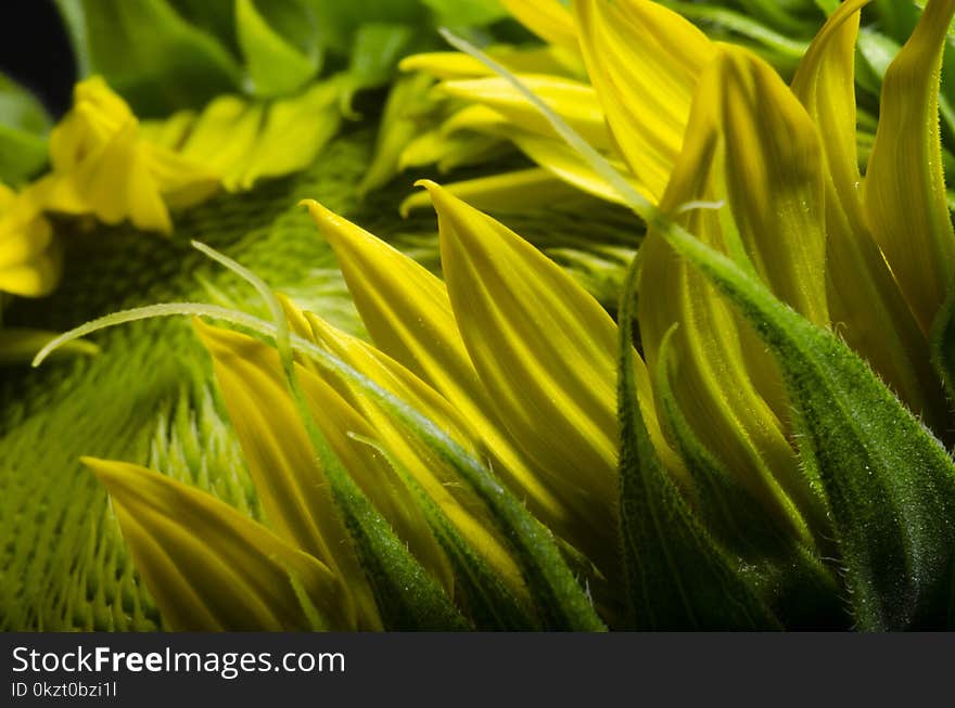 Closeup sunflower isolated over a black background