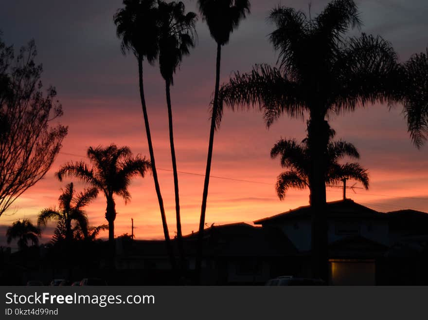 Night Photo of setting sun with swaying palm trees in light breeze. Night Photo of setting sun with swaying palm trees in light breeze