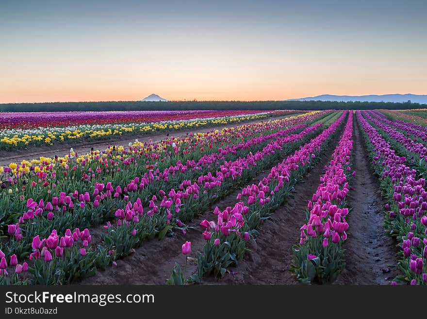 Tulip Field At Sunrise