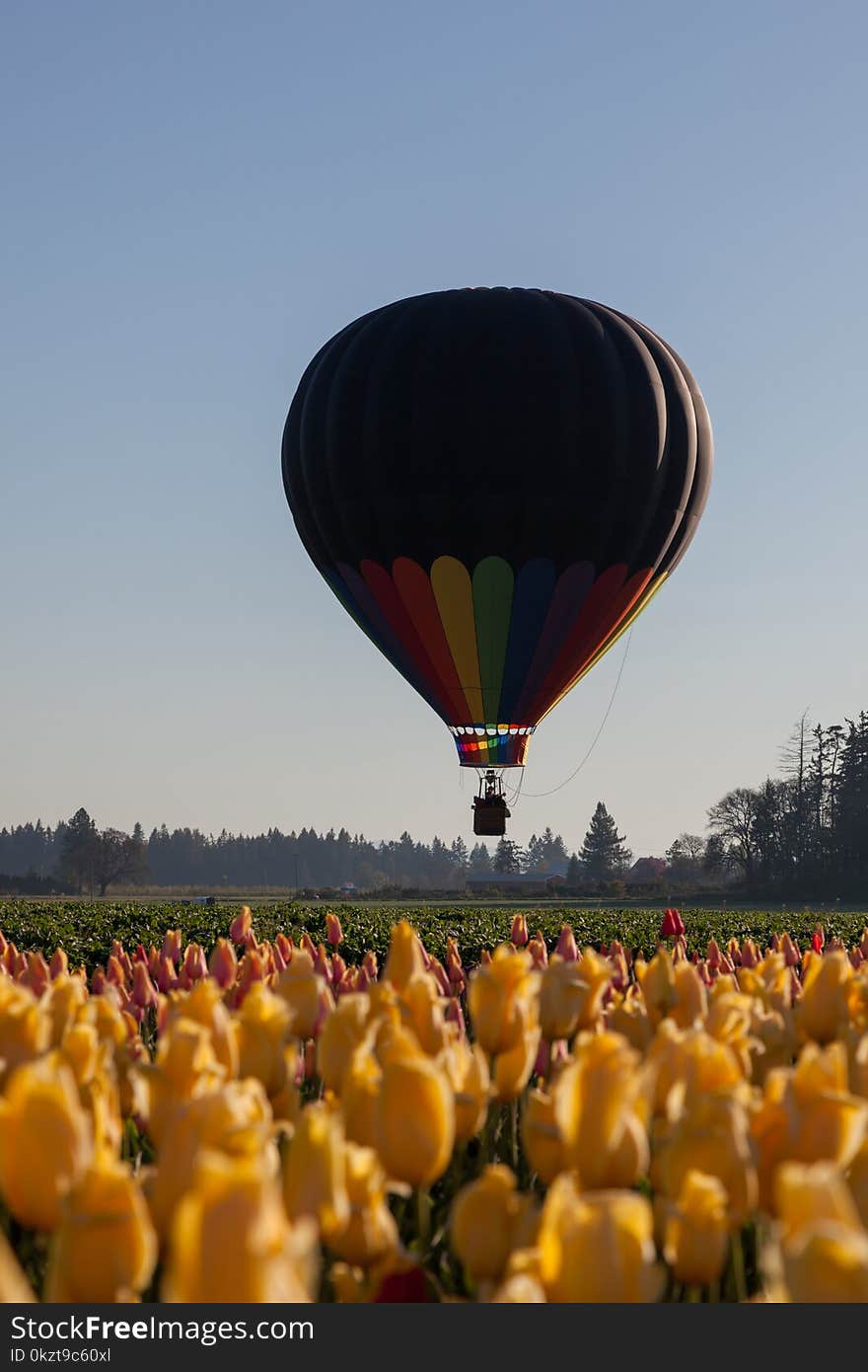 Balloon Above Tulip Fields