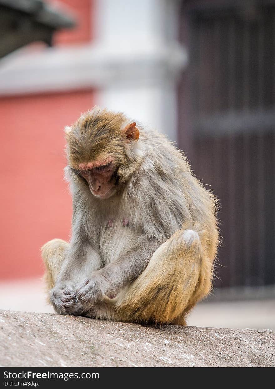 Monkey on the architecture element of buddhist temple Swayambhunath in Nepal