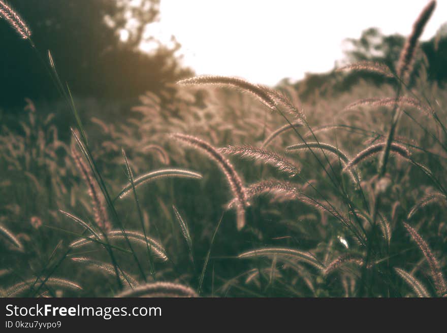 Grass flower on the meadow landscape in summer soft and dark vintage color tone.