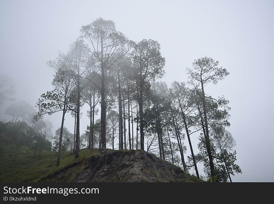 Tall trees in winter in himalayas on a hilltop with fog around and fresh cool breze