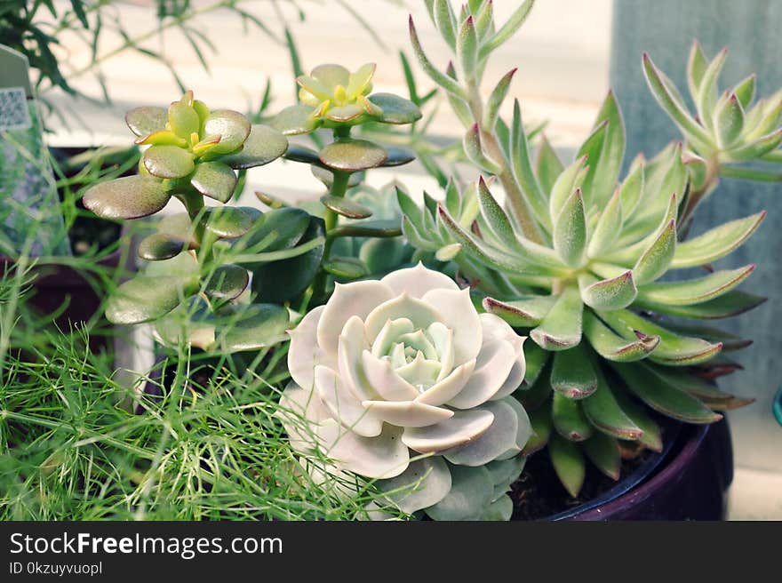 Green Leafed Plant