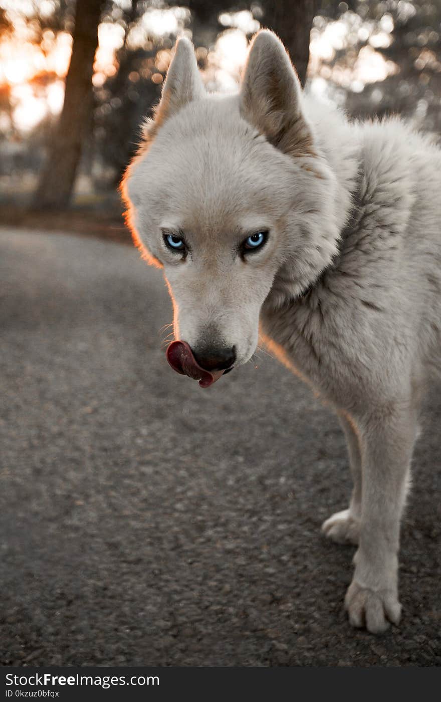 White Siberian Husky